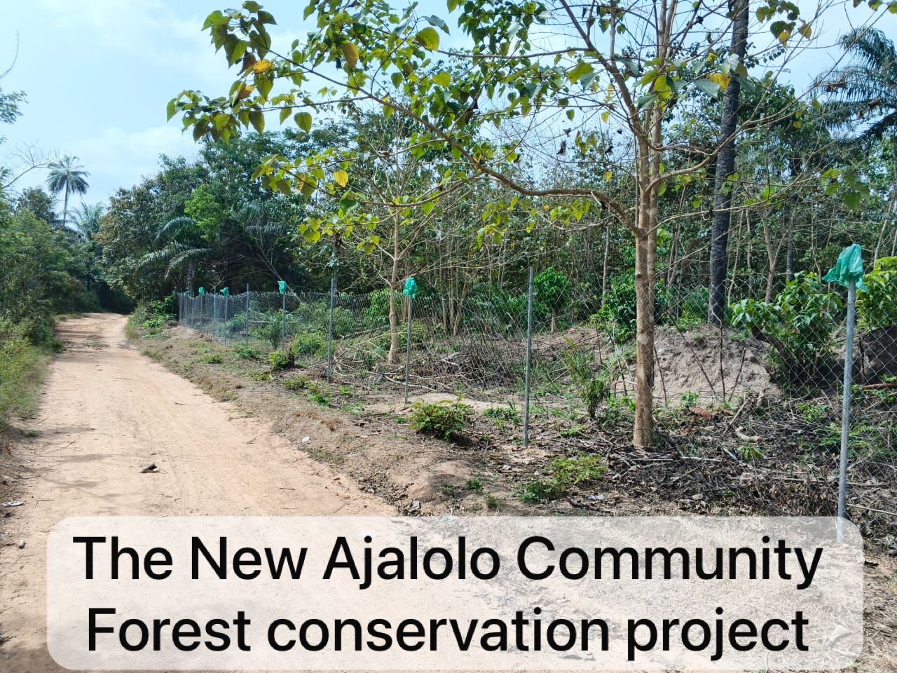 Field photograph from Igbehinadun Agroforestry